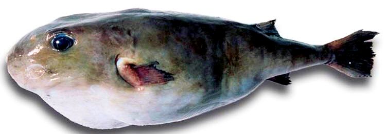 Sphoeroides pachygaster_02.jpg